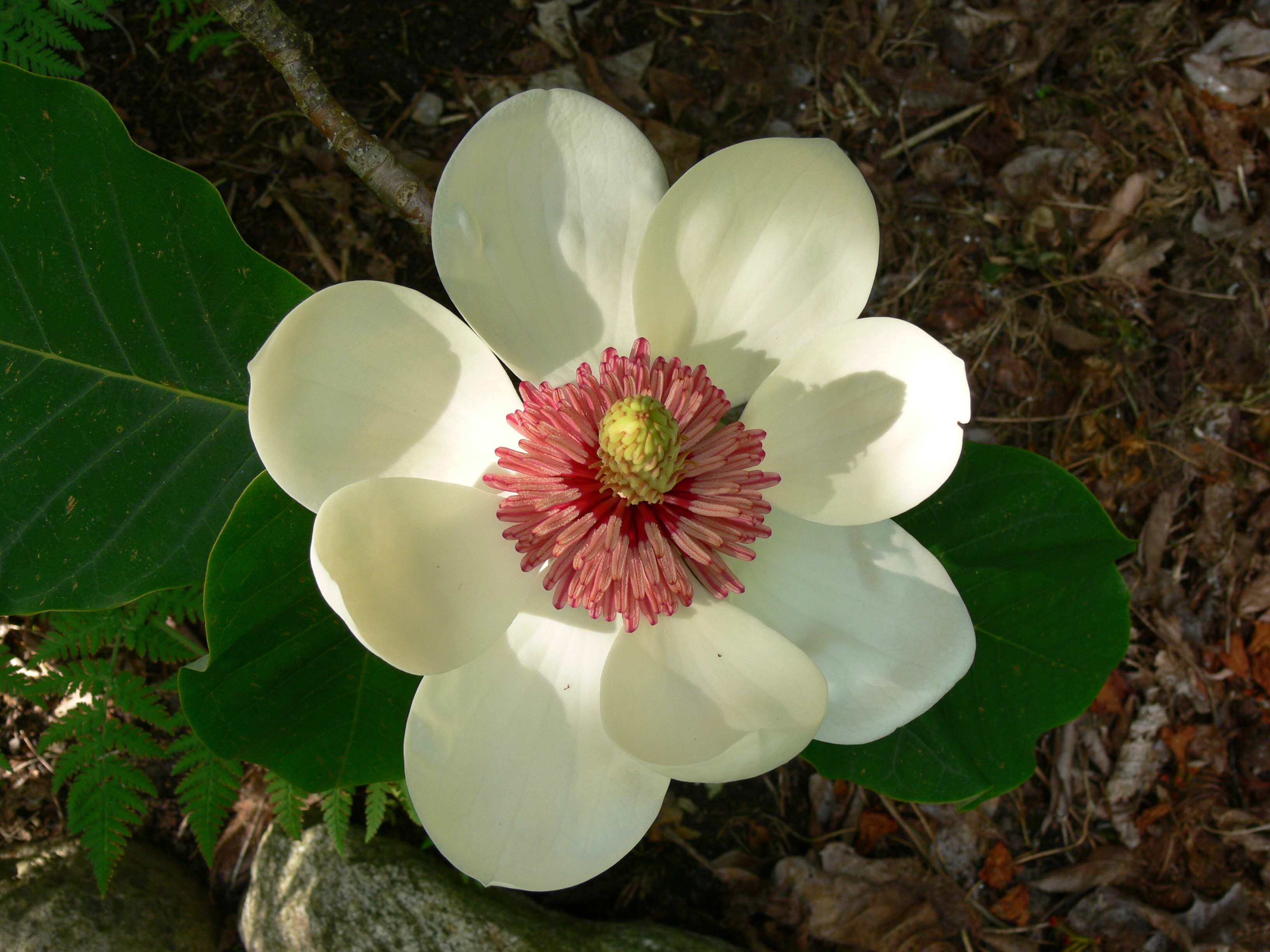 Watson's magnolia